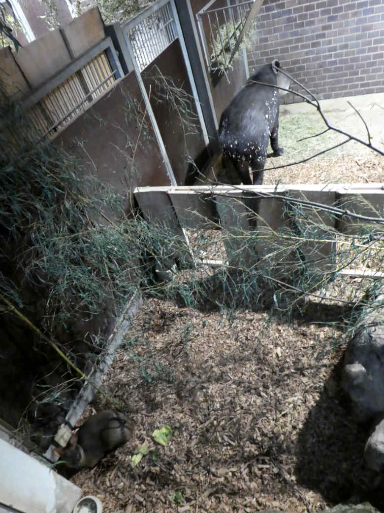 Südlicher Pudu und Mittelamerikanischer Tapir am 12. November 2017 im Südamerikahaus im Zoologischen Garten Wuppertal