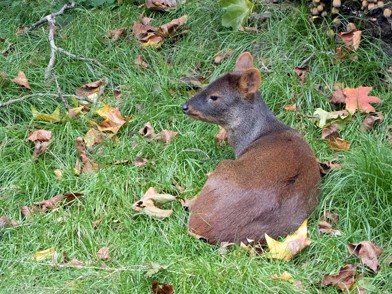Südpudu am 12. Oktober 2019 auf der Außenanlage neben der Madagaskar-Voliere im Grünen Zoo Wuppertal