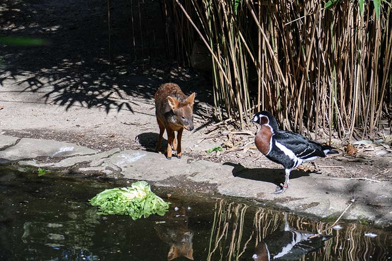 Männliches Südpudu-Jungtier neben einer Rothalsgans am 21. September 2020 auf der Außenanlage am Vogel-Haus im Wuppertaler Zoo