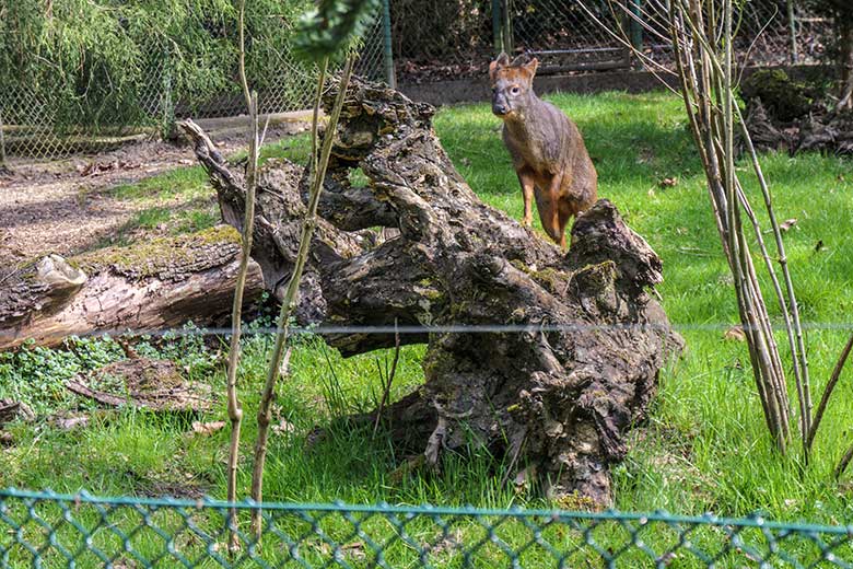Männlicher Südpudu am 1. Mai 2021 auf einer Baumwurzel auf der Pudu-Außenanlage im Zoologischen Garten Wuppertal