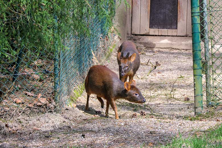Südpudu-Paar am 1. Mai 2021 auf der Pudu-Außenanlage im Wuppertaler Zoo