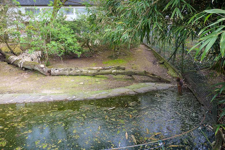 Männlicher Südpudu am 3. Mai 2021 auf der linken Außenanlage unterhalb des Vogel-Hauses im Grünen Zoo Wuppertal