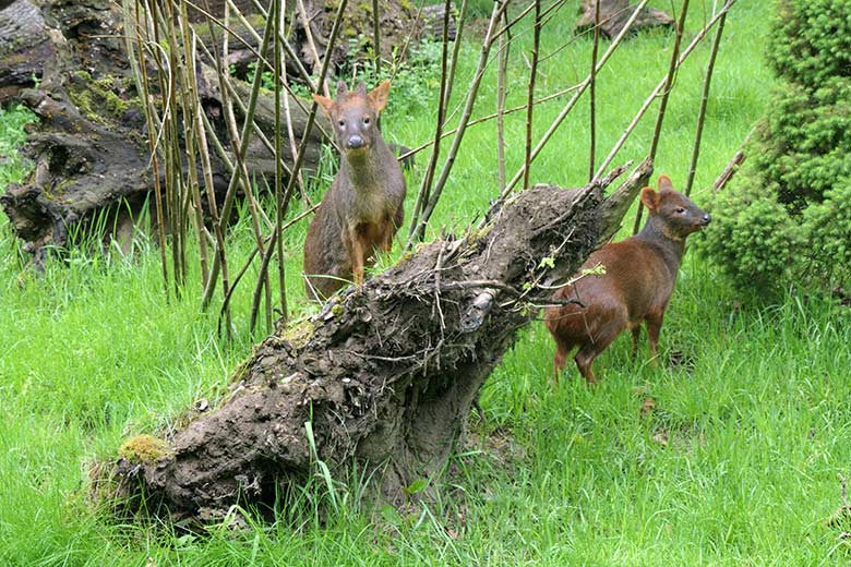 Männlicher Südpudu und weiblicher Südpudu am 20. Mai 2021 auf der Pudu-Außenanlage im Wuppertaler Zoo
