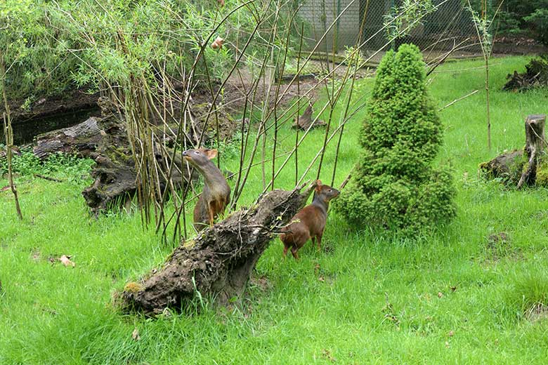 Südpudu-Männchen und Südpudu-Weibchen am 20. Mai 2021 auf der Pudu-Außenanlage im Zoo Wuppertal