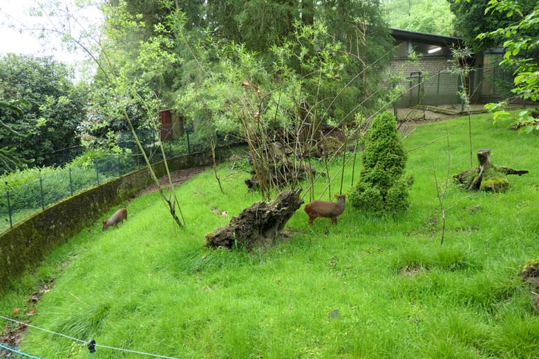 Südpudu-Paar am 20. Mai 2021 auf der Pudu-Außenanlage im Grünen Zoo Wuppertal
