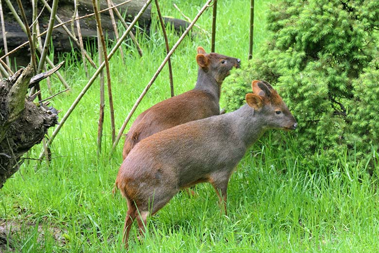 Südpudu-Paar am 20. Mai 2021 auf der Pudu-Außenanlage im Zoologischen Garten Wuppertal