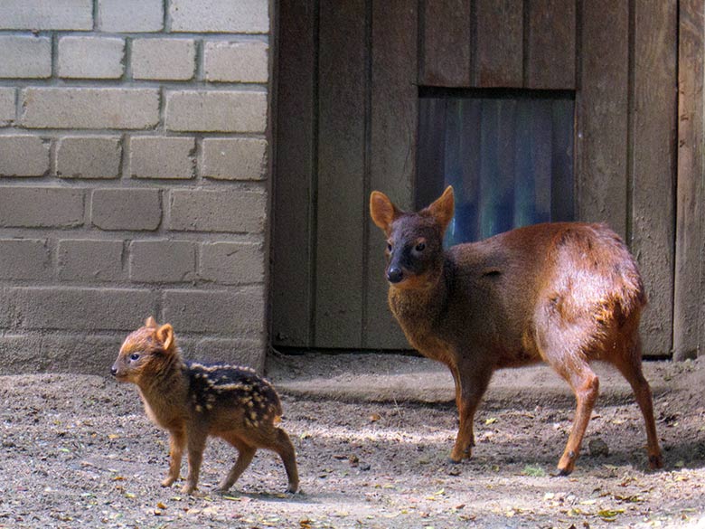 Weiblicher Südpudu mit Jungtier am 3. Juli 2021 im Vorgehege der Pudu-Anlage im Zoologischen Garten Wuppertal