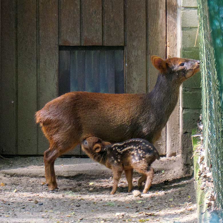 Weiblicher Südpudu mit Jungtier am 3. Juli 2021 im Vorgehege der Pudu-Anlage im Wuppertaler Zoo