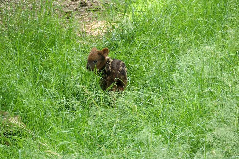 Mittlerweile verstorbenes männliches Südpudu-Jungtier am 4. Juli 2021 im Gras der Pudu-Außenanlage neben der Madagaskar-Voliere im Grünen Zoo Wuppertal