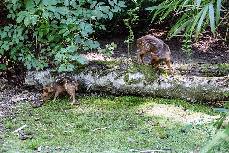 Zwei Südpudu-Jungtiere am 2. Juli 2022 auf der unteren Außenanlage am Vogel-Haus im Grünen Zoo Wuppertal