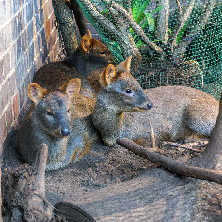 Drei weibliche Südpudus am 18. August 2022 im Südamerika-Haus im Grünen Zoo Wuppertal