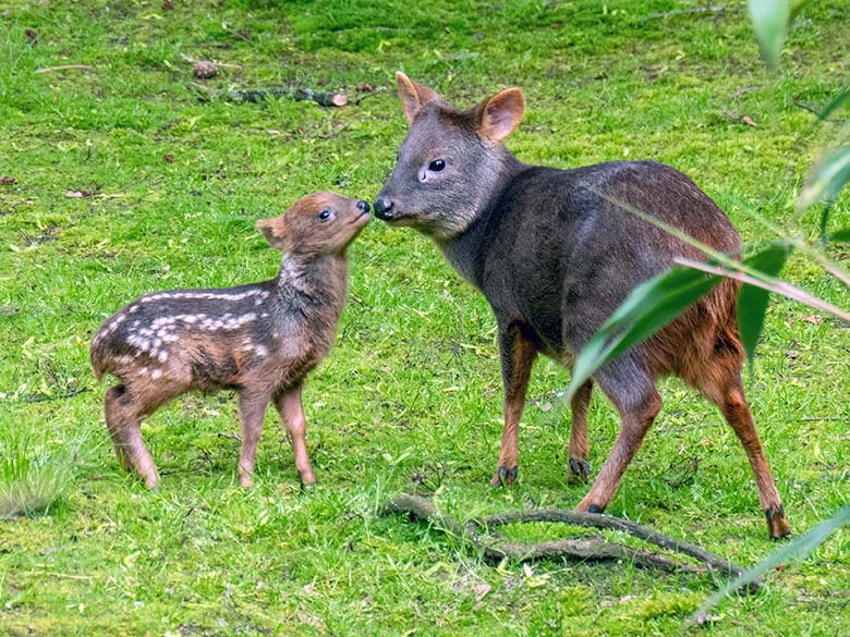 Das am 13. Mai 2023 geborene Südpudu-Jungtier mit seiner Südpudu-Mutter am 23. Mai 2023 auf der Außenanlage unterhalb des Vogel-Hauses im Zoologischen Garten der Stadt Wuppertal