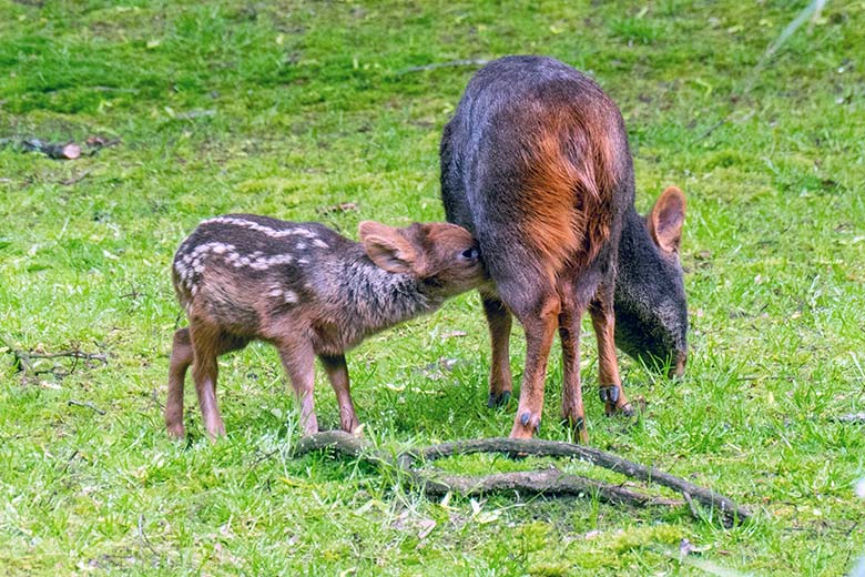 Das am 13. Mai 2023 geborene Südpudu-Jungtier mit seiner Südpudu-Mutter am 23. Mai 2023 auf der Außenanlage unterhalb des Vogel-Hauses im Wuppertaler Zoo