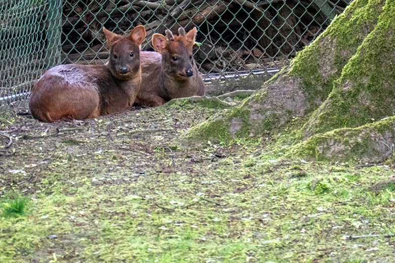Weiblicher und männlicher Südpudu am 23. Mai 2023 auf der Außenanlage unterhalb des Vogel-Hauses im Wuppertaler Zoo