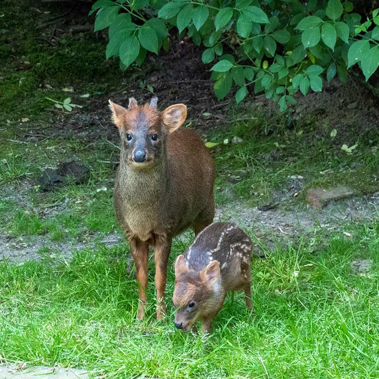 Das am 13. Mai 2023 geborene Südpudu-Jungtier mit seinem Südpudu-Vater am 13. Juni 2023 auf der Außenanlage unterhalb des Vogel-Hauses im Wuppertaler Zoo
