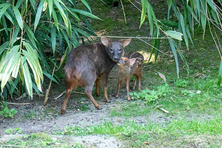 Das am 13. Mai 2023 geborene Südpudu-Jungtier mit seine Südpudu-Mutter am 13. Juni 2023 auf der Außenanlage unterhalb des Vogel-Hauses im Grünen Zoo Wuppertal