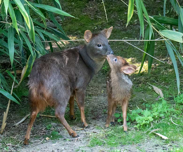 Das am 13. Mai 2023 geborene Südpudu-Jungtier mit seine Südpudu-Mutter am 13. Juni 2023 auf der Außenanlage unterhalb des Vogel-Hauses im Wuppertaler Zoo