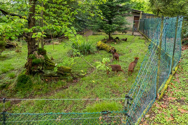 Fünf Südpudus am 20. April 2024 auf der Pudu-Anlage am Überwinterungs-Haus im Grünen Zoo Wuppertal