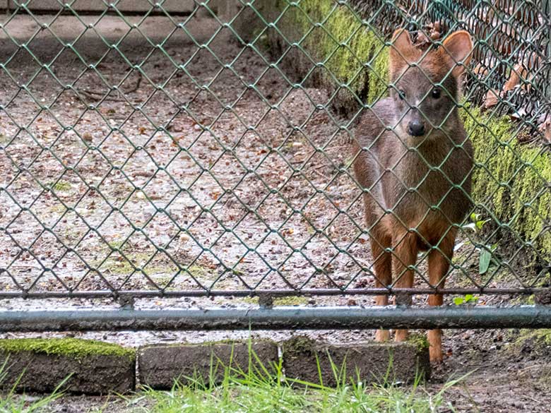 Weibliches Südpudu-Jungtier separiert im Vorgehege am Stallgebäude am 20. April 2024 auf der Pudu-Anlage am Überwinterungs-Haus im Wuppertaler Zoo