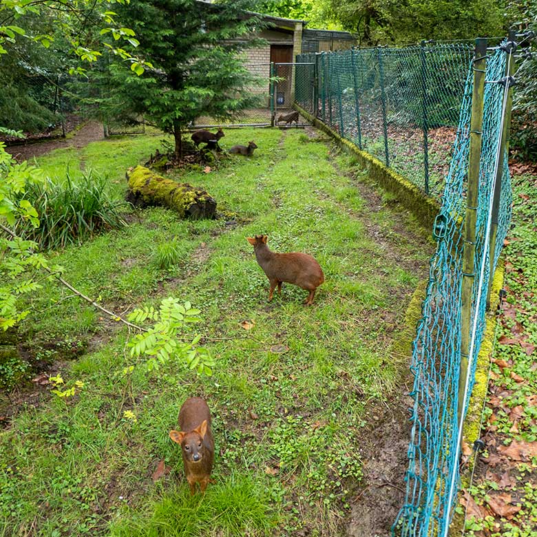 Fünf Südpudus am 20. April 2024 auf der Pudu-Anlage am Überwinterungs-Haus im Wuppertaler Zoo
