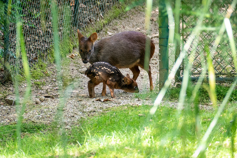 Weiblicher Südpudu mit Südpudu-Jungtier am 5. Juni 2024 auf der eigentlichen Pudu-Anlage am Überwinterungs-Haus im Grünen Zoo Wuppertal