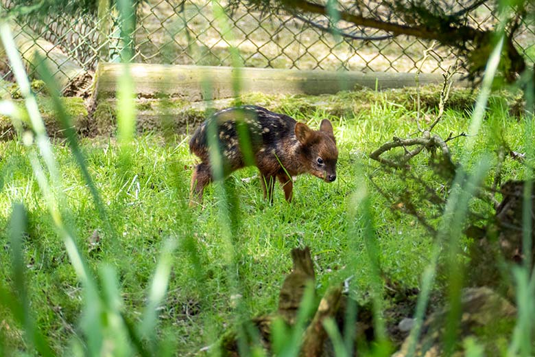 Das am 19. Mai 2024 geborene Südpudu-Jungtier am 5. Juni 2024 auf der eigentlichen Pudu-Anlage am Überwinterungs-Haus im Zoo Wuppertal