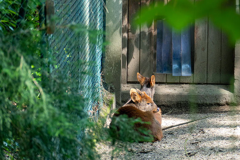 Männlicher Südpudu und weiblicher Südpudu am 5. Juni 2024 im Vorgehege der eigentlichen Pudu-Anlage am Überwinterungs-Haus im Wuppertaler Zoo