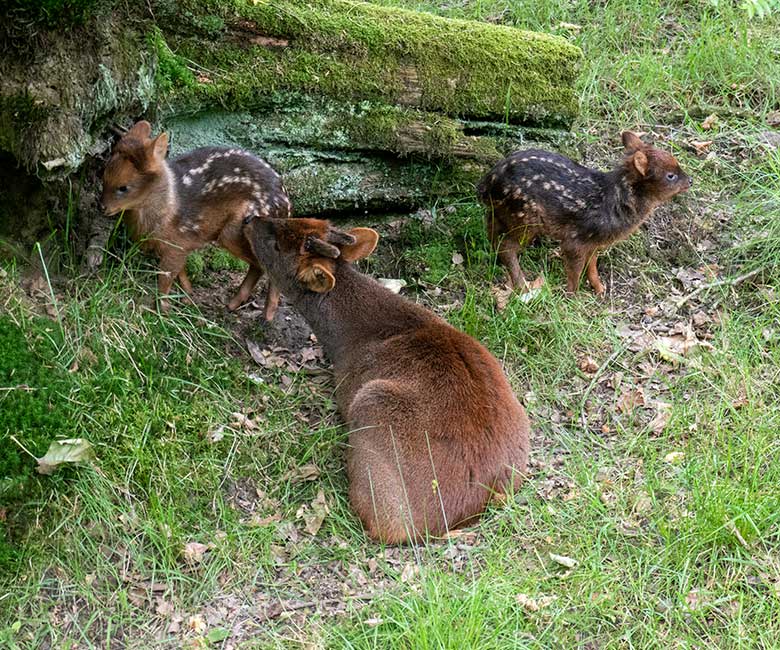 Männlicher Südpudu mit den beiden im Mai 2024 geborenen Südpudu-Jungtieren am 9. Juni 2024 auf der eigentlichen Pudu-Anlage am Überwinterungs-Haus im Grünen Zoo Wuppertal