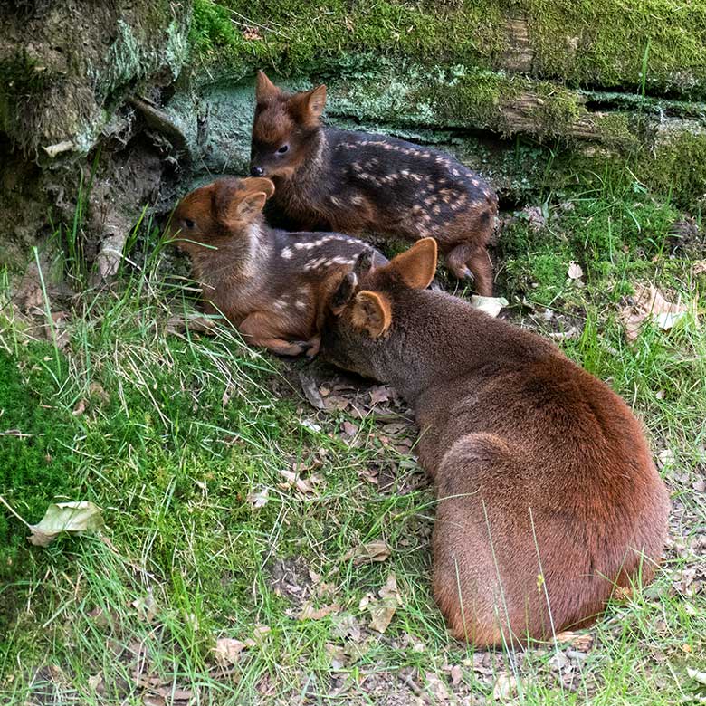Männlicher Südpudu mit den beiden im Mai 2024 geborenen Südpudu-Jungtieren am 9. Juni 2024 auf der eigentlichen Pudu-Anlage am Überwinterungs-Haus im Wuppertaler Zoo