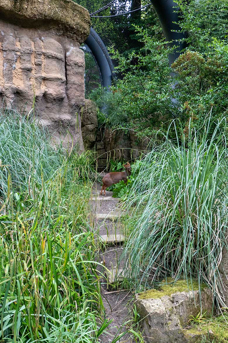 Südpudu PEDRO am 12. Juni 2024 in der Aralandia-Voliere im Grünen Zoo Wuppertal