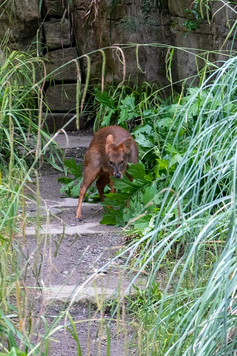 Südpudu PEDRO am 12. Juni 2024 in der Aralandia-Voliere im Zoologischen Garten der Stadt Wuppertal