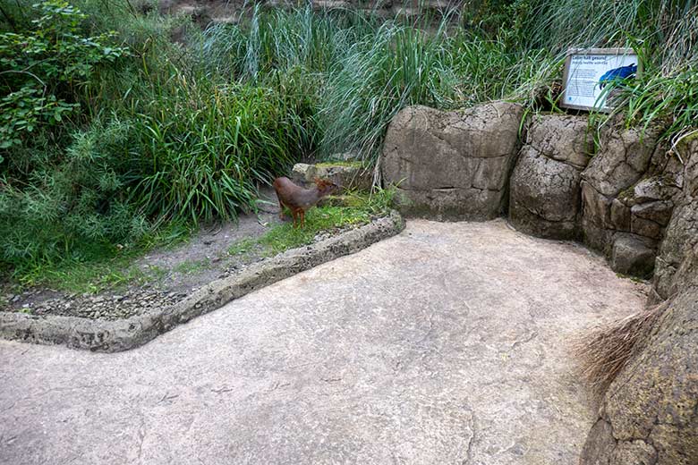 Südpudu PEDRO am 12. Juni 2024 in der Aralandia-Voliere im Wuppertaler Zoo