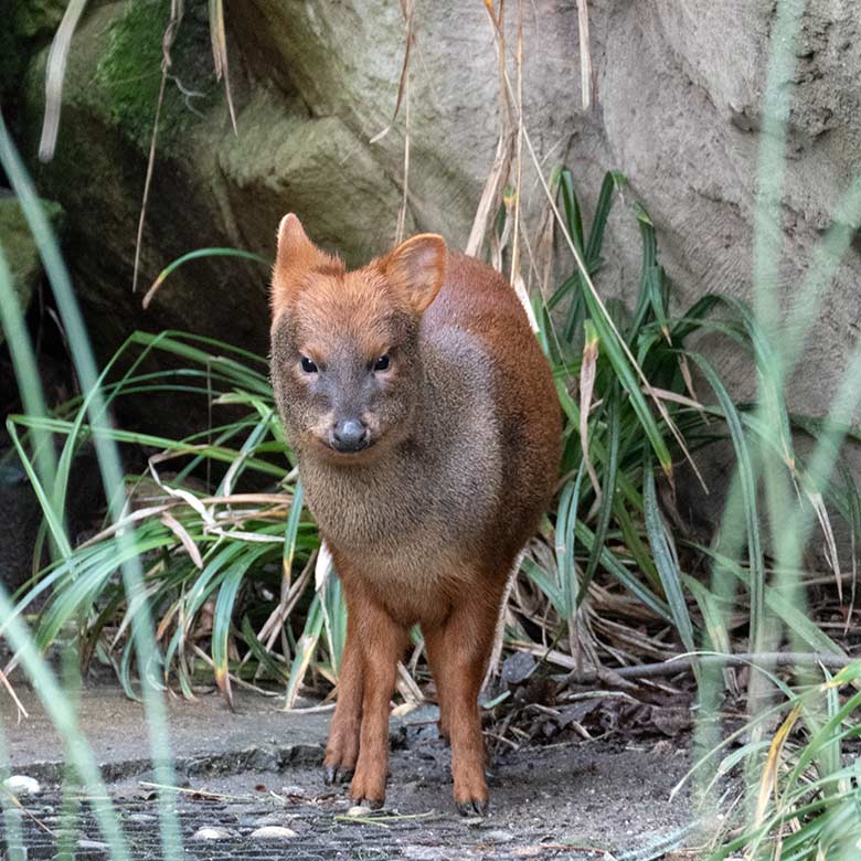 Männlicher Südlicher Pudu PEDRO am 20. Dezember 2024 in der Aralandia-Voliere im Grünen Zoo Wuppertal