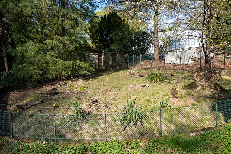 Nicht mehr mit Südpudus besetzte Pudu-Außenanlage am Überwinterungs-Haus am 11. April 2025 im Grünen Zoo Wuppertal