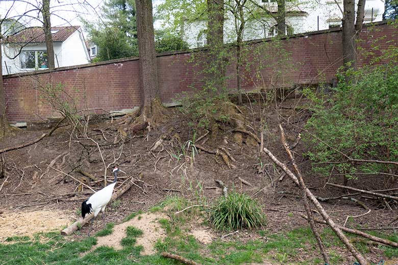 Männlicher Südpudu SPARTACUS und männlicher Mandschurenkranich am 15. April 2025 auf der Außenanlage am Greifvogel-Haus im Zoo Wuppertal