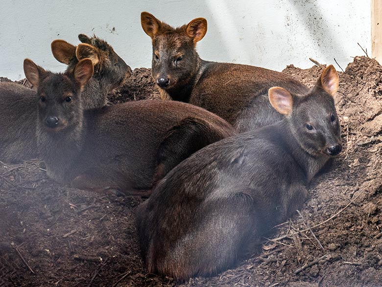 Männlicher Südpudu SPARTACUS (links hinten) und drei weibliche Südpudus am 22. April 2025 im Greifvogel-Haus im Grünen Zoo Wuppertal