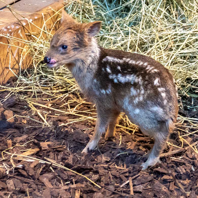 Das am 30. Mai 2025 geborene Südpudu-Jungtier am 1. Juni 2025 im Südamerika-Haus im Wuppertaler Zoo