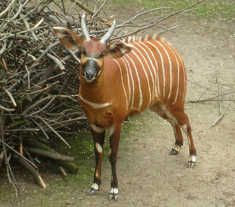 Bongo im Wuppertaler Zoo am 8. Mai 2010