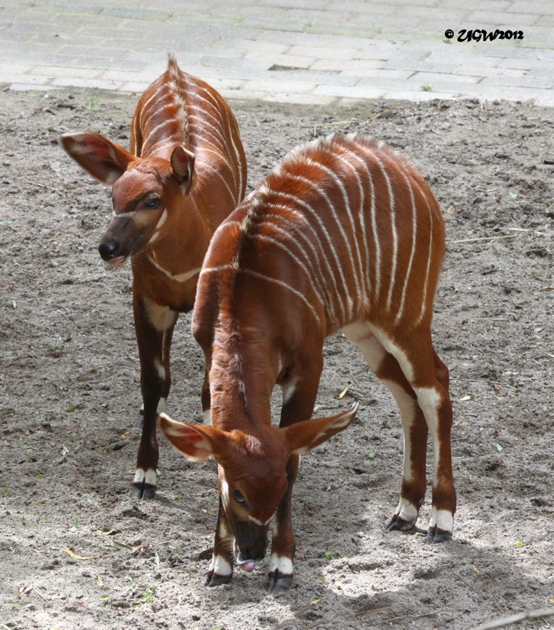 Bongo Jungtiere im Wuppertaler Zoo am 28. Juni 2012 (Foto UGW)