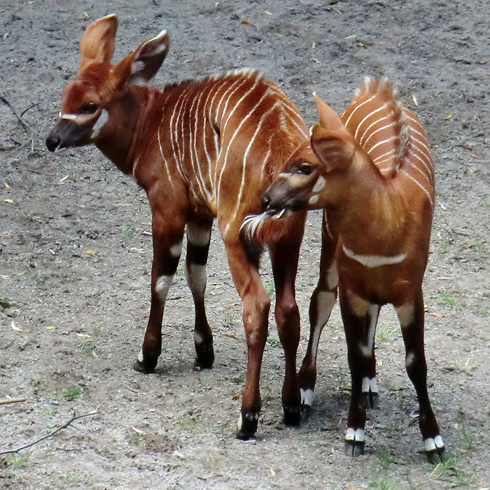 Bongo Jungtiere im Wuppertaler Zoo am 3. Juli 2012