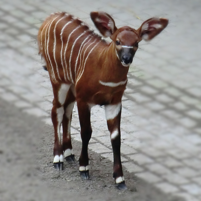 Bongo Jungtier im Wuppertaler Zoo am 7. März 2014