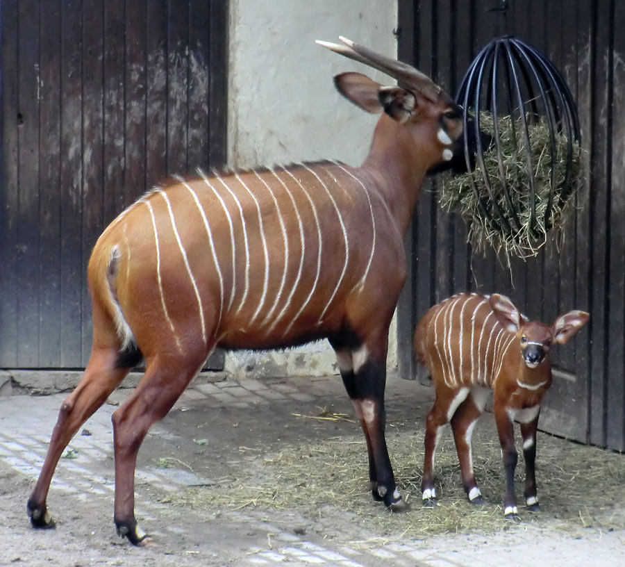 Bongo mit Jungtier im Zoo Wuppertal am 7. März 2014