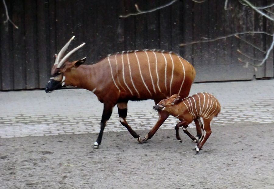 Bongo mit Jungtier im Zoologischen Garten Wuppertal am 7. März 2014
