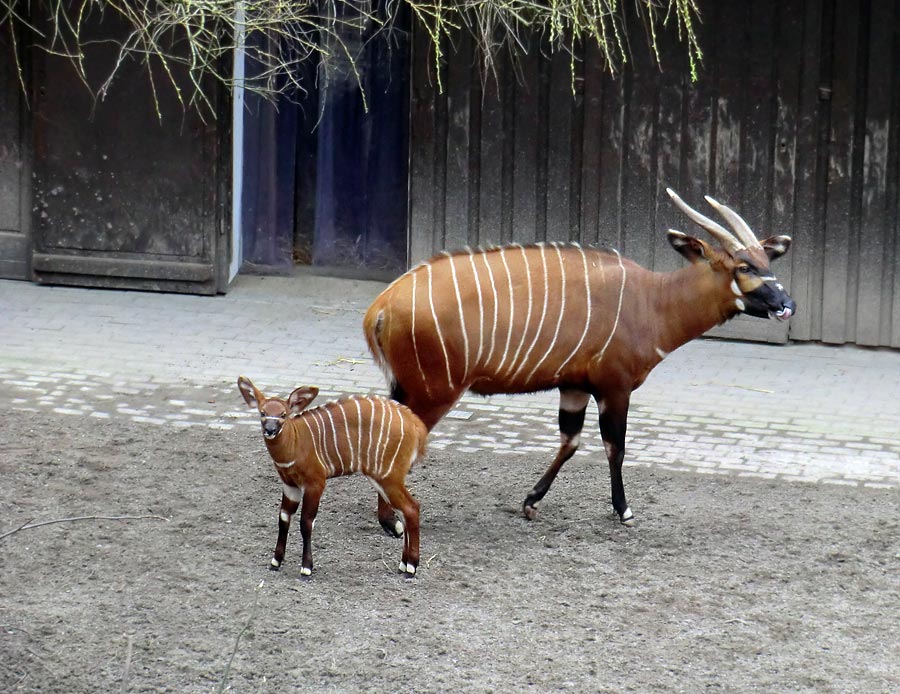 Bongo Jungtier mit Mutter im Wuppertaler Zoo am 7. März 2014