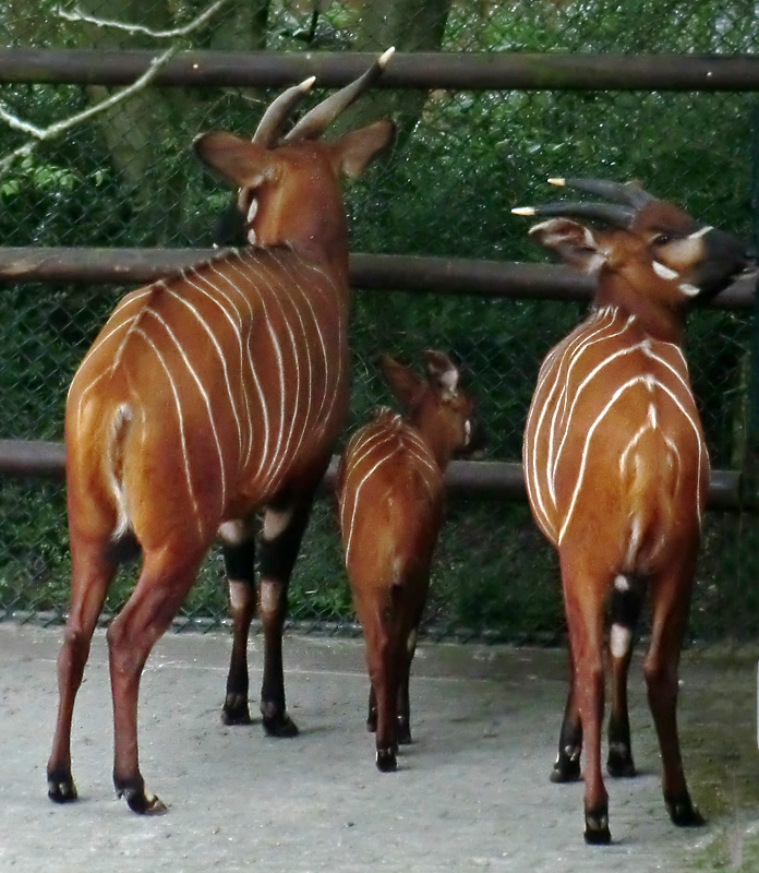 Bongos im Zoologischen Garten Wuppertal am 13. April 2014