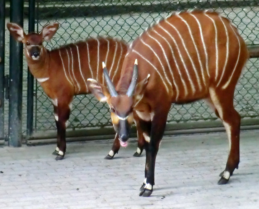 Bongos im Wuppertaler Zoo am 13. April 2014