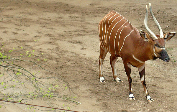 Bongo im Wuppertaler Zoo im April 2008