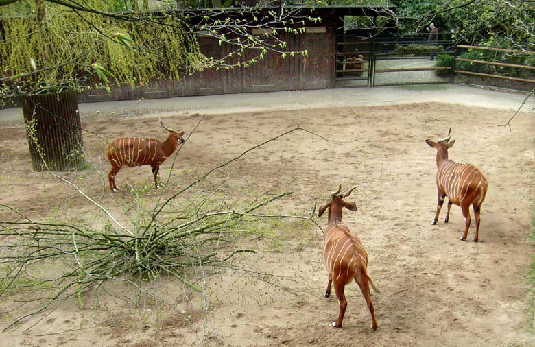 Drei Bongos im Wuppertaler Zoo im April 2008