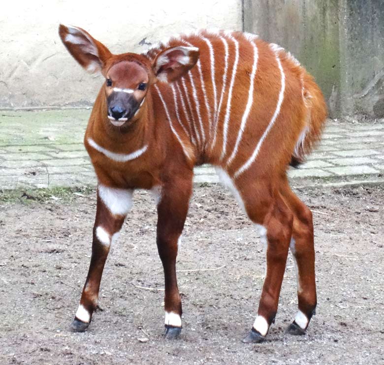 Bongo-Jungtier am 22. März 2016 im Zoo Wuppertal
