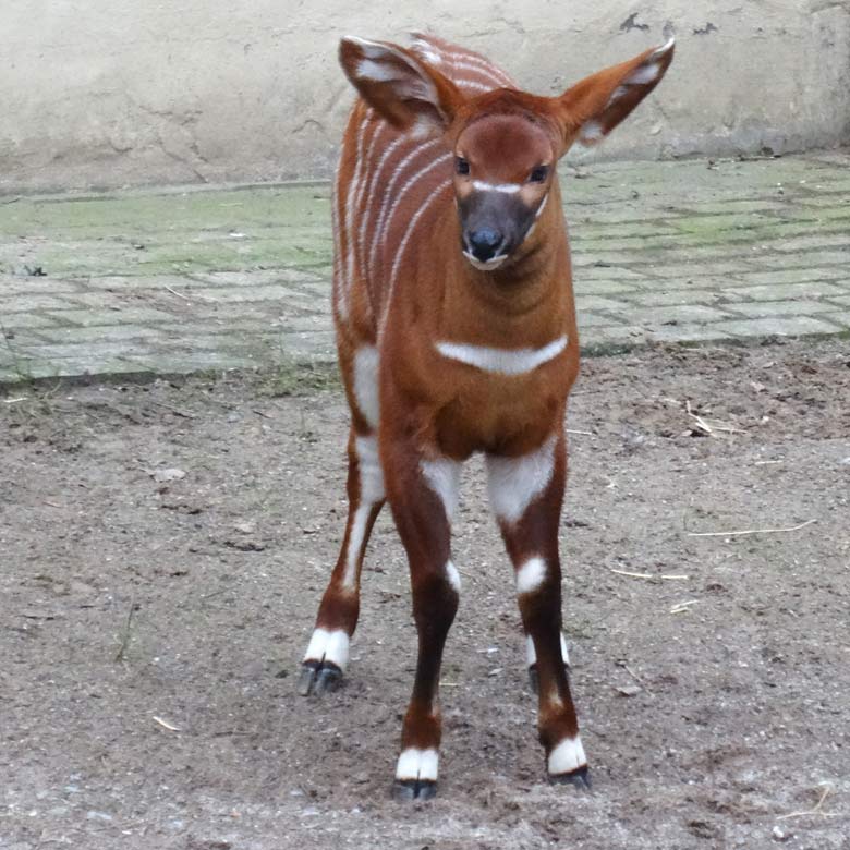 ARCHIVBILD: Das am 4. März 2016 geborene Bongo-Jungtier ORI am 22. März 2016 auf der Außenanlage im Grünen Zoo Wuppertal